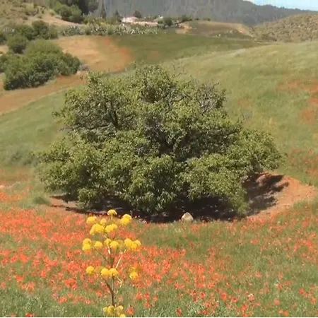 בית הארחה Rural Juncalillo GRAN CANARIA