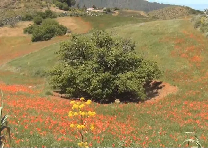 Pensionat Rural Juncalillo GRAN CANARIA